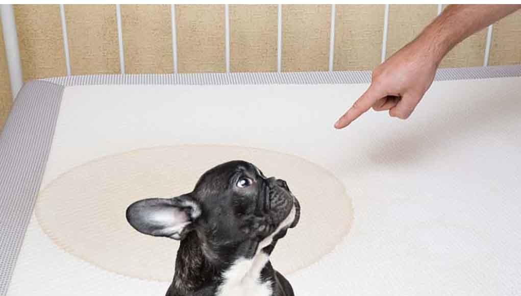 How to Clean Dog Pee From Mattress 1 how-to-clean-dog-pee-from-mattress